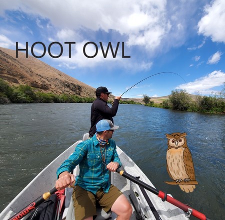 hOOT OWL (1)