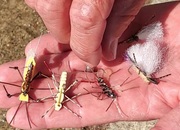 Summer Stonefly Patterns for the Yakima River