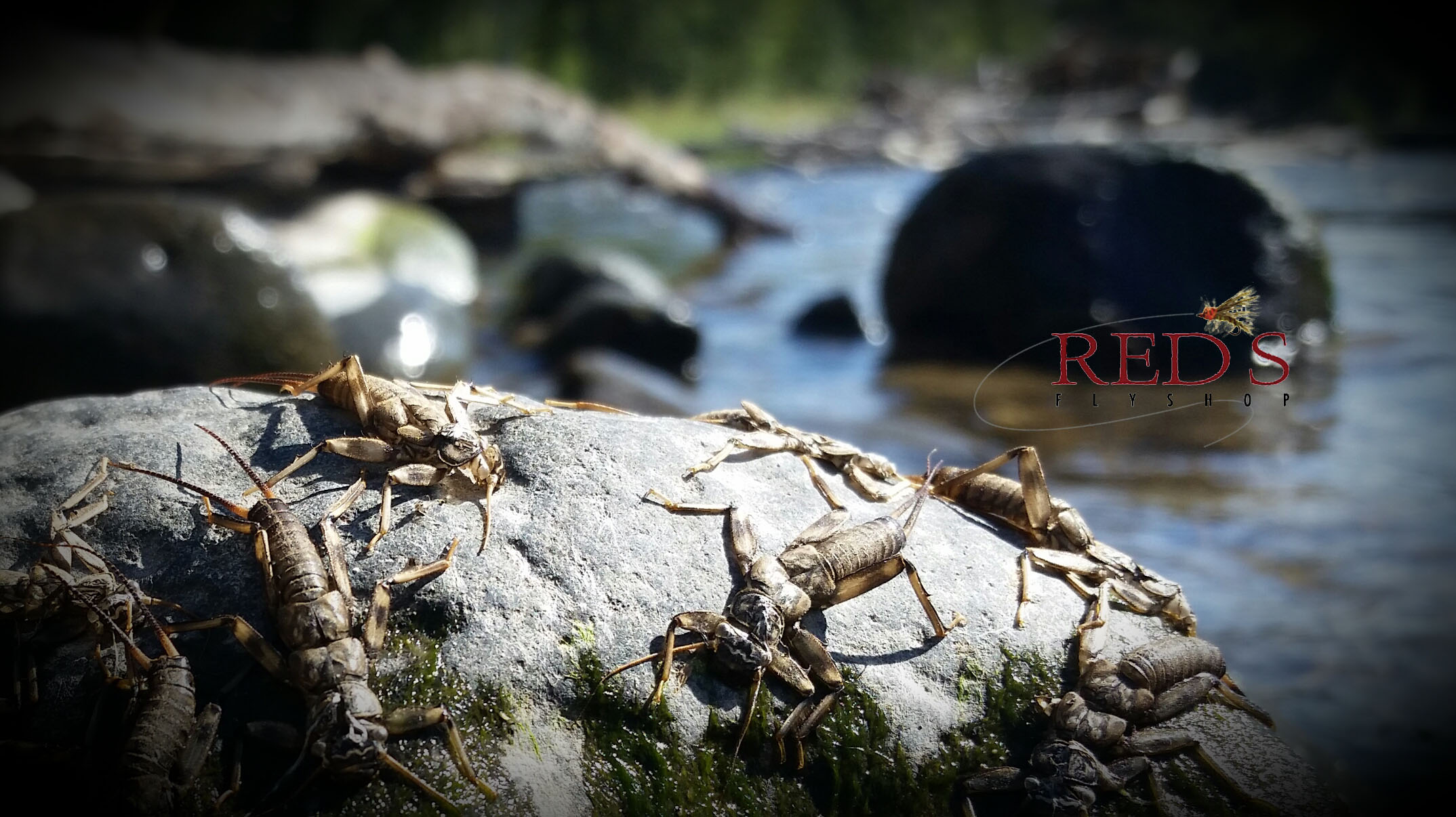 yakima river summer stonefly nymphs