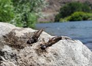 Yakima River Summer Stonefly Shucks
