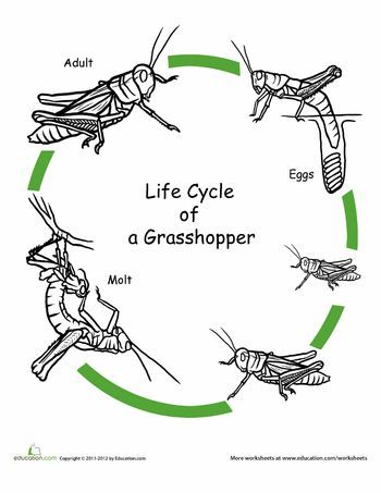 life cycle of a grasshopper