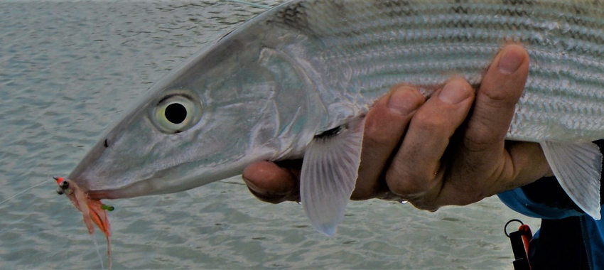UPDATED - Episodes 1 and 2 - The Bonefish Virgin Fishes Ascension Bay
