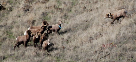 Bighorn Sheep are in the RUT!