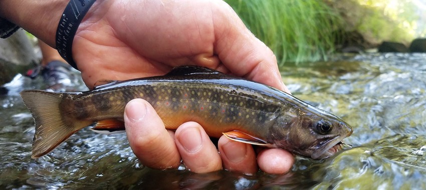 Brook Trout on Small Creek