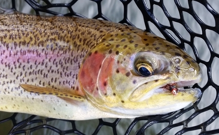 Yakima River Fishing Report and Nice Rainbow on CDC Jighead Pheasant Tail Nymph!