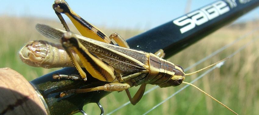 grasshopper on sage fly rod