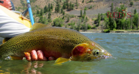 Trophy Cutthroat Trout on the Naches River!