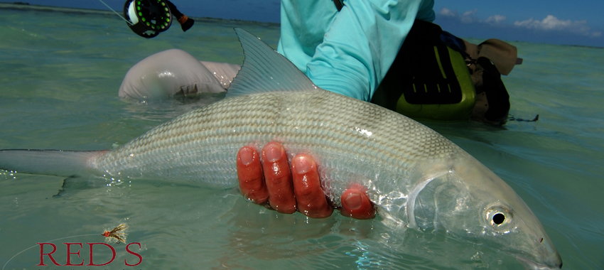 A Passion for Bonefish and Some Great Tips for Beginners
