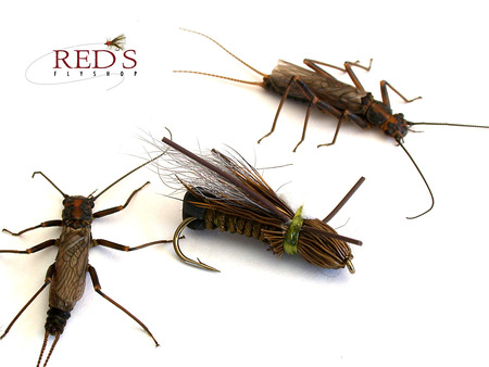 skwala stonefly natural and imitations