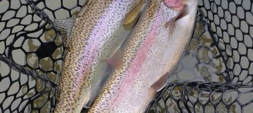 Time to Get Some Fresh Air - Yakima River Fishing Report