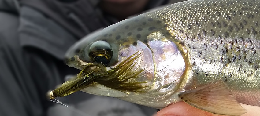 Trout Spey Jig and Switch Rod Tips for Streamer Fishing