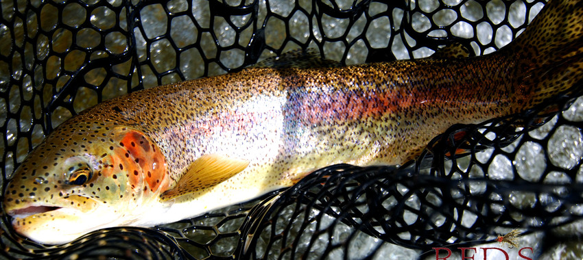 What to Do When a Trout Swallows Your Fly