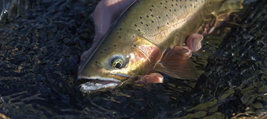 Winter Fishing - Yakima River Fishing Report