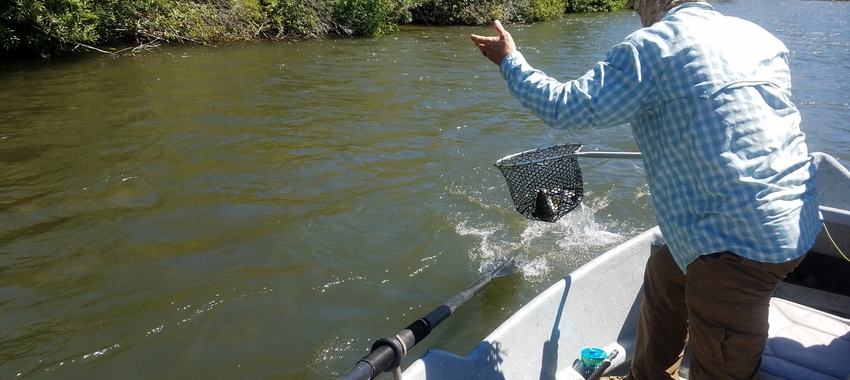 Yakima River Fishing Update