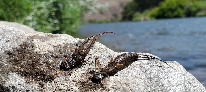 Yakima River Summer Stonefly Shucks
